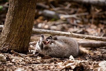 Racoons in El Corchito Ecological Reserve Mexico