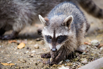 Racoons in El Corchito Ecological Reserve Mexico
