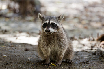 Racoons in El Corchito Ecological Reserve Mexico