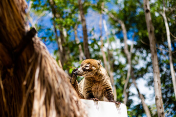 Coati in El Corchito Ecological Reserve Mexico