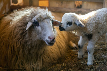 Sheep and cute lamb smiling while eating organic food at the farm