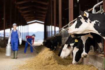 Black and white dairy cows eating hay peeking through stall fence against of farmer with metal can...