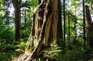 Woodland - Vancouver