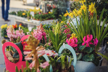 Different blooming spring flowers in front of a flower shop in a city market outdoors