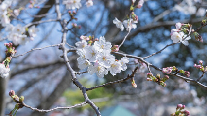 日本の春の桜と青空