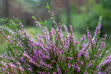Obraz premium The purple heather blooms. Autumn is here! The forest and blue sky blurred in the background.