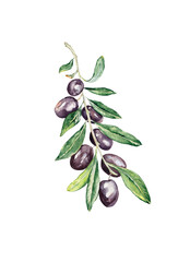 Obraz premium Olive branch watercolor illustration