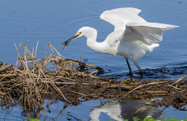 Snowy egret (Egretta thula) eating a bullfrog tadpole (Lithobates catesbeianus), Brazos Bend State...