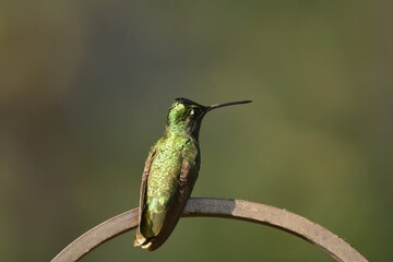Female Rivoli's Hummingbird in Arizona