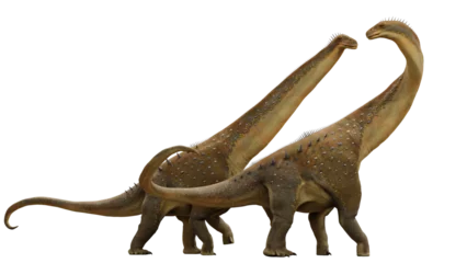 Fotobehang Dinosaurussen Alamosaurus, a long-necked Titanosaurus dinosaur couple from the Late Cretaceous period, isolated on transparent background  © dottedyeti