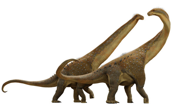 Alamosaurus, a long-necked Titanosaurus dinosaur couple from the Late Cretaceous period, isolated on transparent background