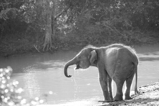 A black and white image of an elephant calf drinking from a waterhole.
