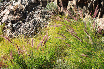 Fountain grass, Pennisetum setaceum, growing in Arizona xeriscaped road sides