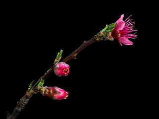 Fototapeta premium Pfirsich (Prunus persica) - lila Blüten Foto-Kunstdrucke mit Pflanzen , für BaBlüten Foto-Kunstdrucke mit Pflanzen , für Banner, Druck, Poster, Gruß- und Einladungskarte.