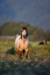 horse in the beautiful green pastures in the stables
