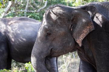 A female elephant peeks out through the thick jungle.