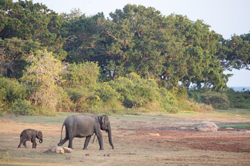 A female elephant and her calf walk through a clearing in the jungle at dusk. © Migara