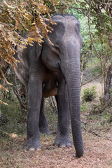 A female elephant walks cautiously out of the thick jungle.