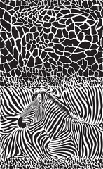 Seamless giraffe and zebra background - 584071851