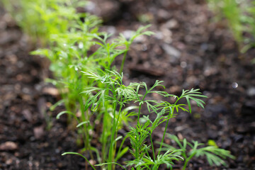 Young sprouts of dill on a bed in a summer garden