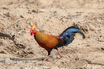 A jungle fowl looks around nervously while scrummaging for food.