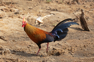 A jungle fowl looks around nervously while scrummaging for food.
