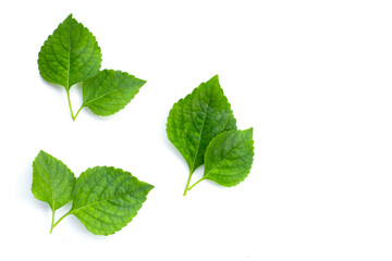 Tree Basil leaves (Ocimum gratissimum) on white background.