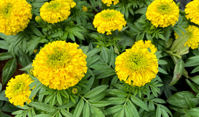 Yellow marigold flower in garden