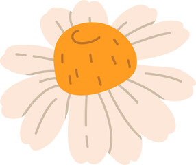 Chamomile Flower Head