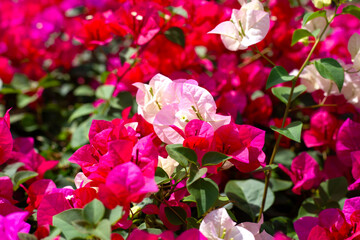Beautiful bougainvillea flowers with green leaves