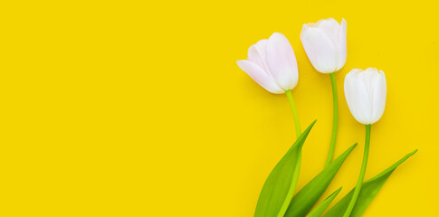 White pink tulips on yellow background.
