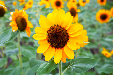 Fototapeta premium Sunflower field, Beautiful summer landscape.