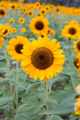 Sunflower field, Beautiful summer landscape.