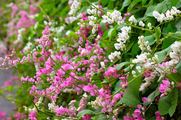Mexican creeper, Chain of love, Coral vine. Pink flower