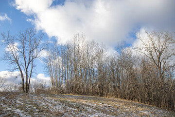A stand of birch trees in early winter, snow on ground, blue sky and clouds, nobody