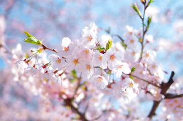 桜　春の景色