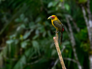 Saffron Toucanet on stick on green background
