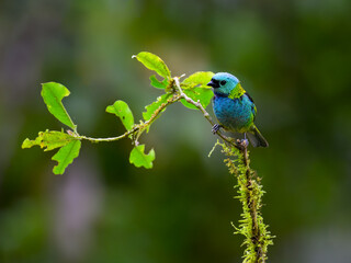 Green-headed Tanager portrait on a plant against green background