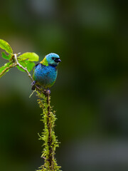 Green-headed Tanager portrait on a plant against green background
