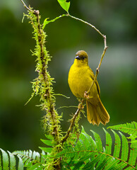 Olive-green Tanager on mossy tree branch on green background