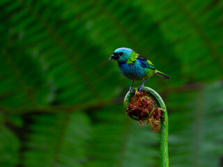 Green-headed Tanager portrait on a plant against green background