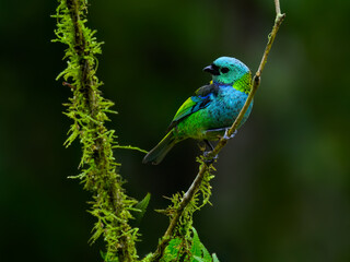 Green-headed Tanager portrait on a plant against green background