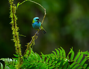 Green-headed Tanager portrait on a plant against green background