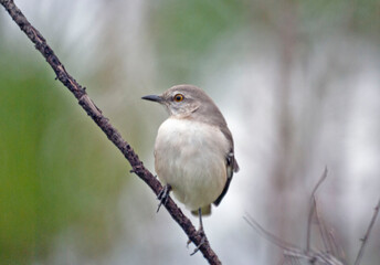 Mockingbird Resting on Tree Branch