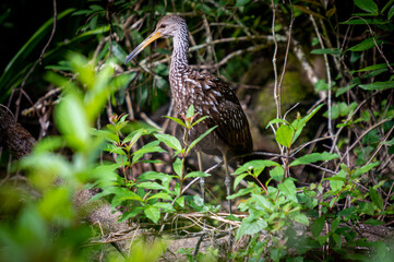 Limpkin