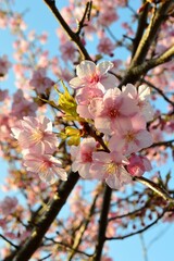 青空とカワヅザクラ（河津桜）