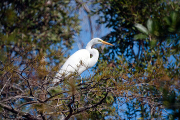 Great White Egret Overlooking the Mangroves