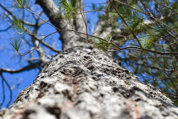 tree in the forest with focus on hemlock leaves