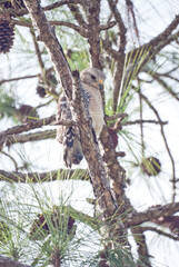 Red-Shouldered Hawk Resting in a Tree