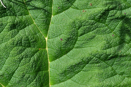 green leaf texture